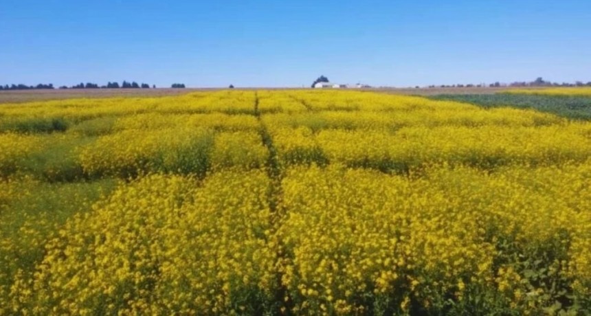 El INTA lanza nuevas variedades de colza con mayor rendimiento y resistencia sanitaria