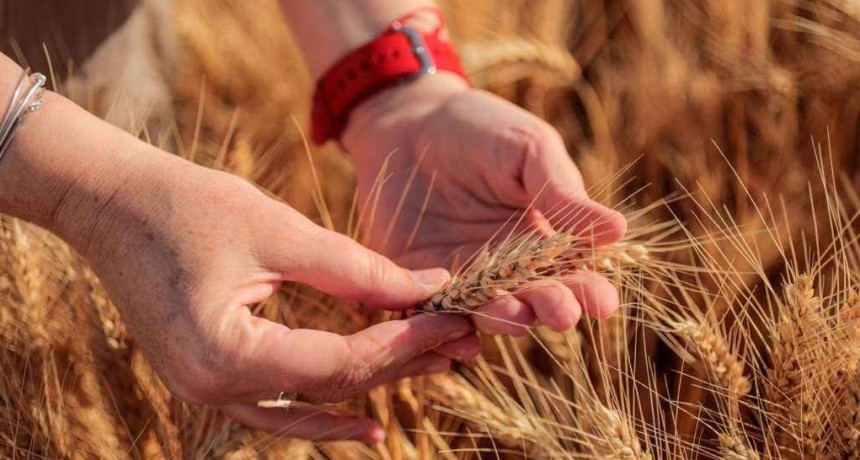 El trigo pierde terreno en la zona n&uacute;cleo: cae la siembra por el aumento de costos