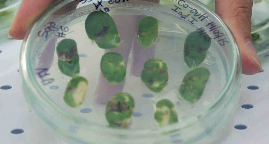 Investigadores argentinos trabajaron en el descubrimiento de un gen que acelera el crecimiento de plantas