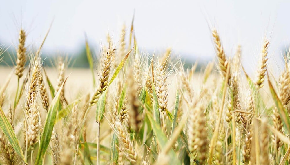 Desplome: la siembra de trigo caerá 17% en Córdoba y será la peor en 7 años