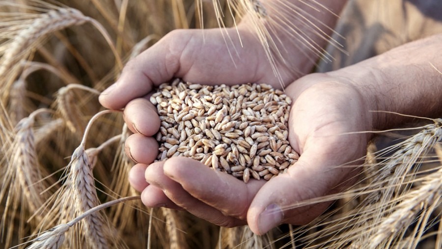 El trigo tuvo una fuerte suba en Chicago por el cierre de exportaciones en India