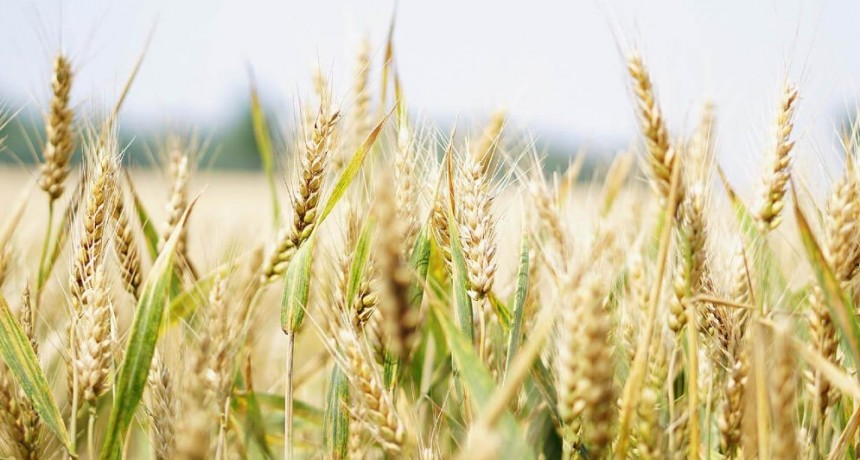 Desplome: la siembra de trigo caerá 17% en Córdoba y será la peor en 7 años