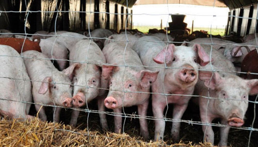 Distribuyen $ 724 millones entre productores porcinos perjudicados por el “dólar soja”