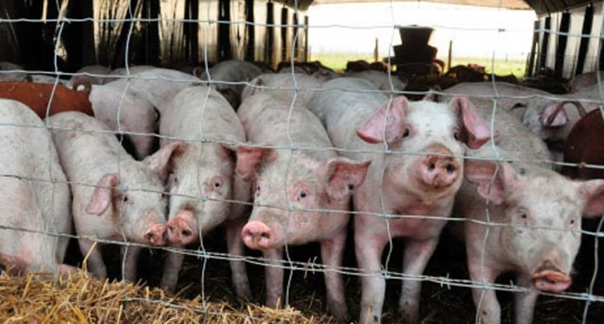 Distribuyen $ 724 millones entre productores porcinos perjudicados por el “dólar soja”