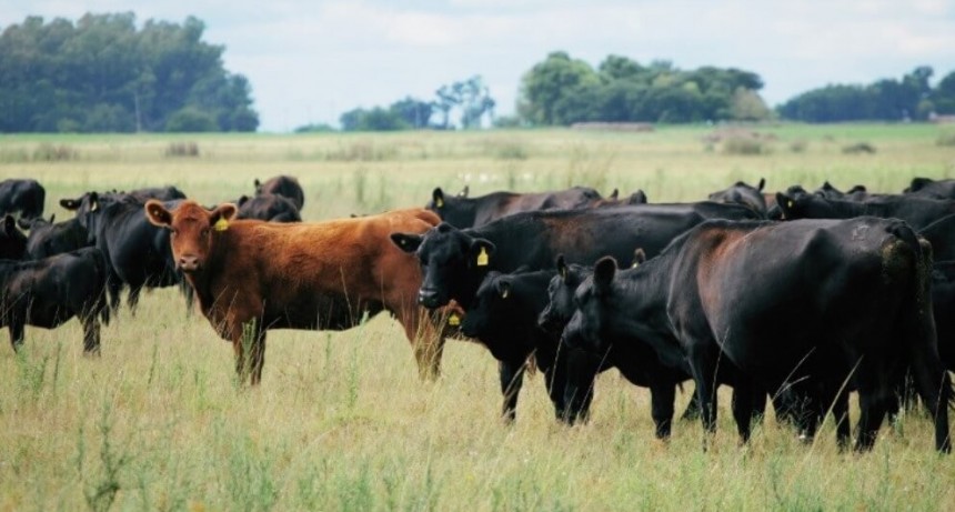 “Tenemos todas las herramientas para un boom ganadero”