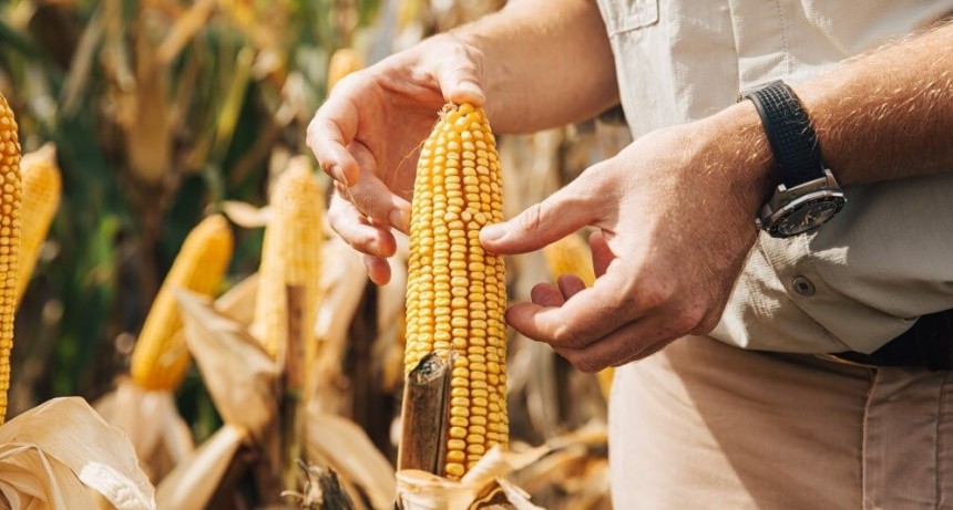¿Oportunidad para el maíz argentino? Su huella de carbono es de las menores del mundo