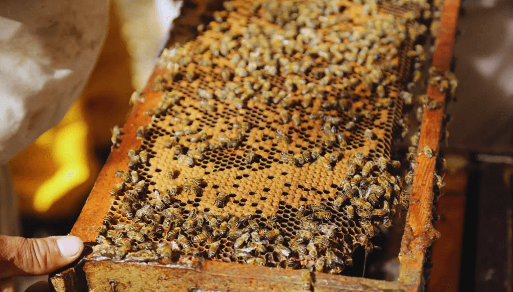 El receso de las abejas: tips para enfrentar el invierno y garantizar miel de calidad