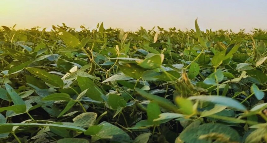 Soja: un estudio científico detalla qué manejos hay que ajustar para achicar las brechas de rendimiento