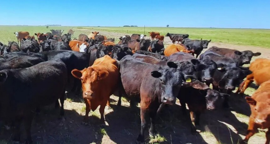 Miguel, el ganadero de Villarino que logró “estabilizar” un 90% de preñez y destete en medio de la sequía