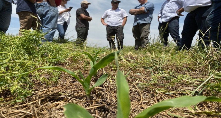 Cultivos de servicios: un algoritmo predice cómo hay que manejarlos para beneficiar al maíz tardío