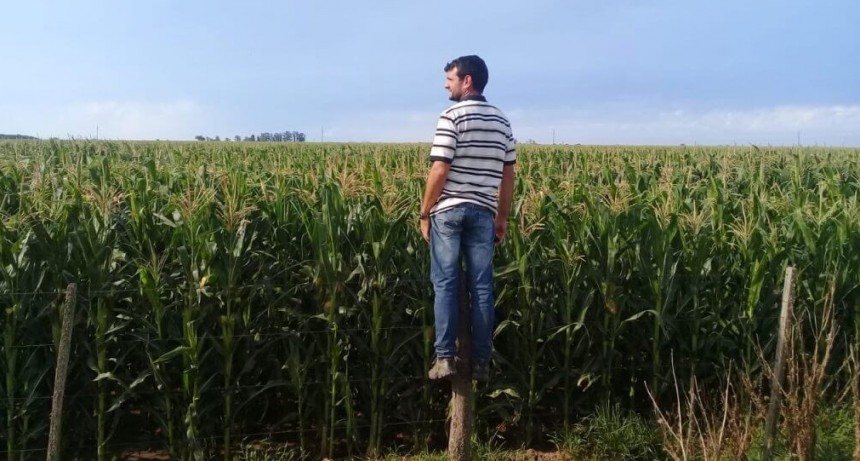 Optimismo agropecuario: el índice de confianza de los productores está 87% más alto que hace un año