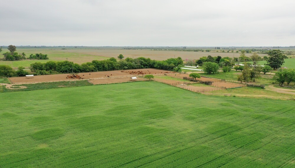 Mercado inmobiliario rural: “Todo indica que los activos, incluida la tierra, van a mejorar su valor”