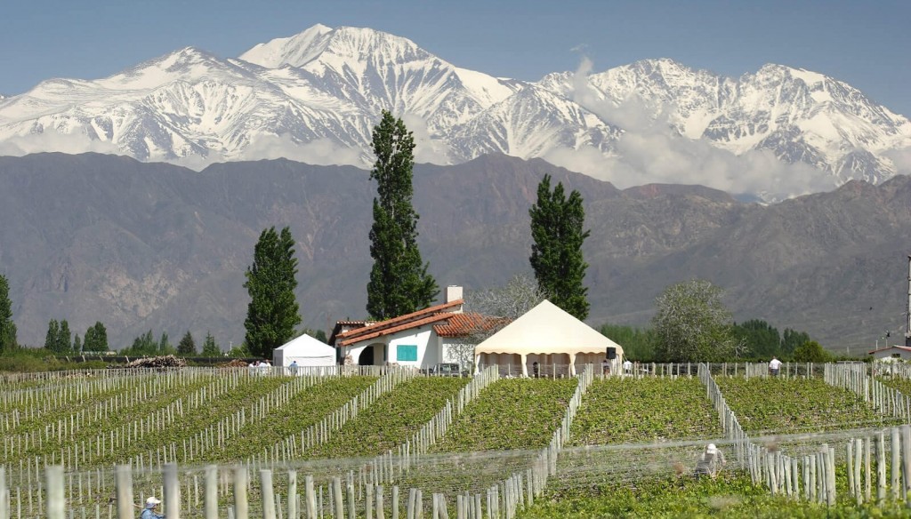 Vinos centenarios: en Argentina, 14 bodegas llevan más de un siglo de producción ininterrumpida
