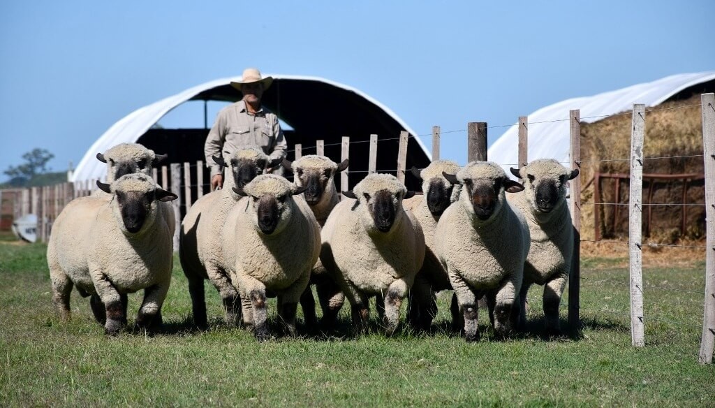 Un hito ovino: en 2026, el mundial de los Hampshire Down se jugará en Argentina