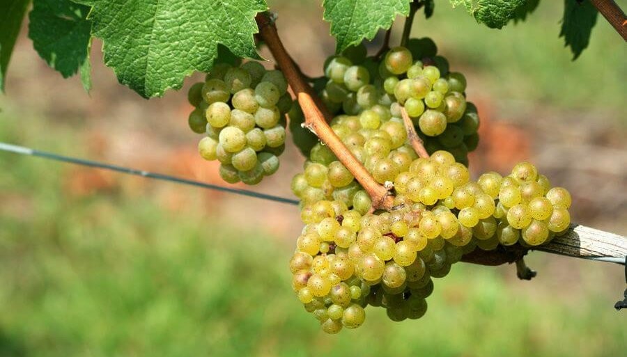 En la cadena del vino celebran el fin de las retenciones industriales: un alivio fiscal de $ 400 millones