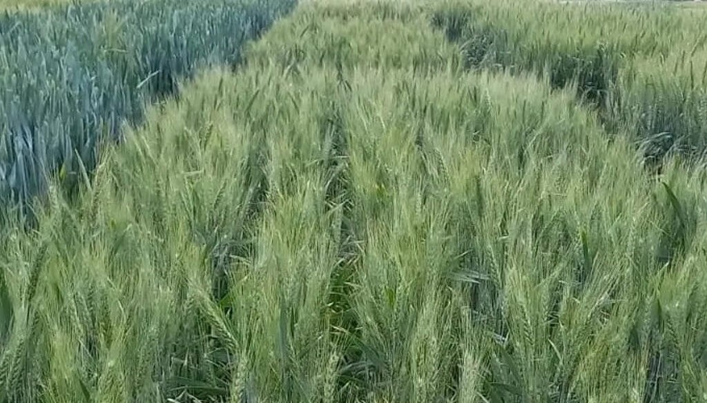 La investigación del INTA cosecha frutos en el trigo: nuevas variedades de alto rendimiento y calidad