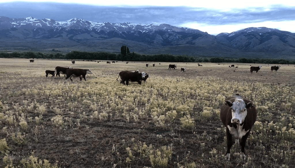 Barrera sanitaria: por ahora no se levanta, pero los ruralistas de la Patagonia siguen con dudas