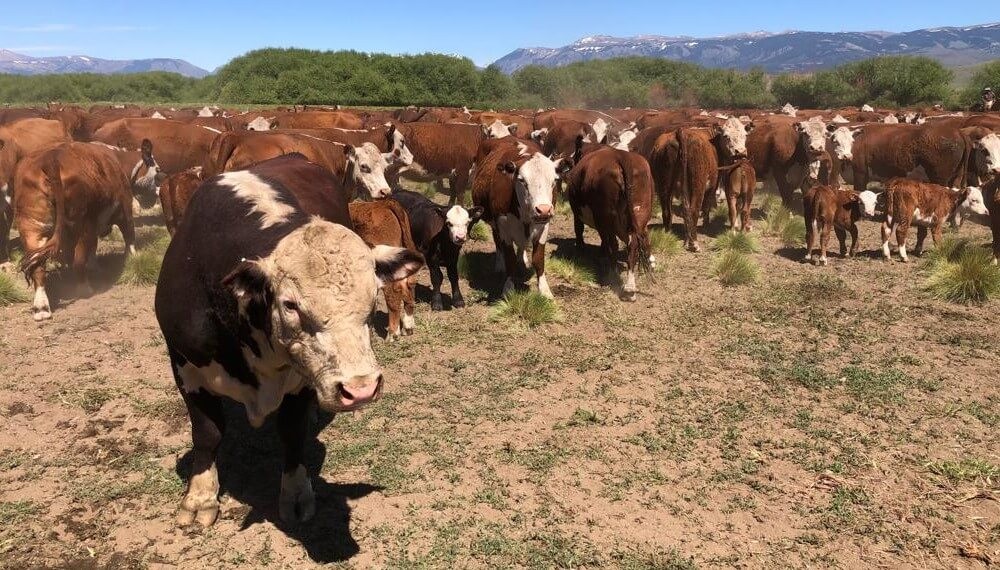La Patagonia sigue en guardia por la barrera sanitaria: “Fue una medida sorpresiva y avasallante”