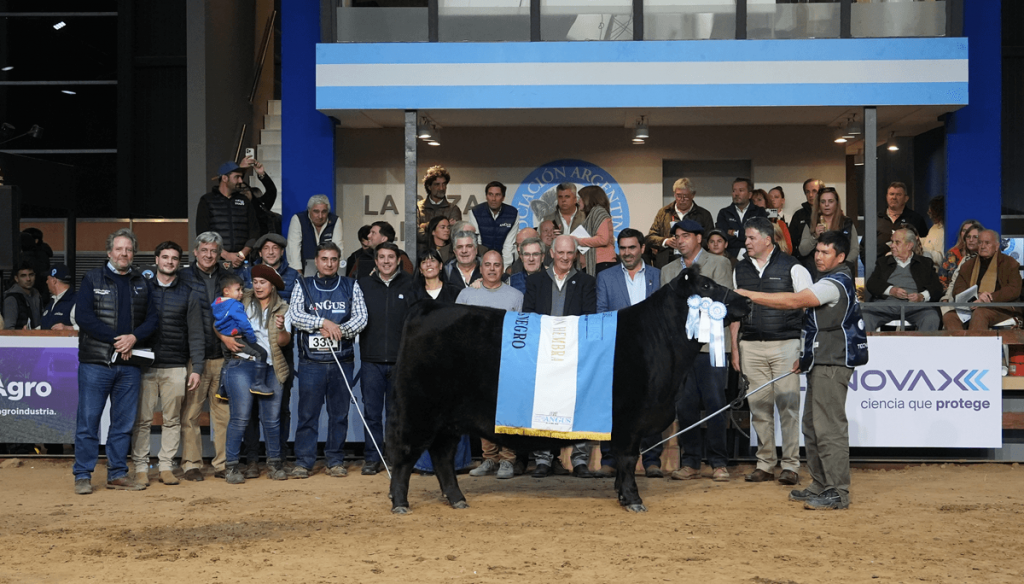 La Alianza y La Rubeta, las cabañas con las “reinas” de otoño en los Angus