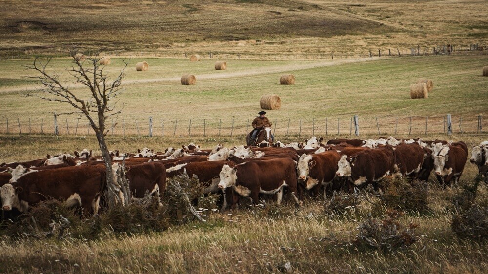 La Patagonia endurece su postura sobre la barrera sanitaria: “Podría significar el abandono de los campos”