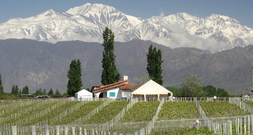 Vinos centenarios: en Argentina, 14 bodegas llevan más de un siglo de producción ininterrumpida