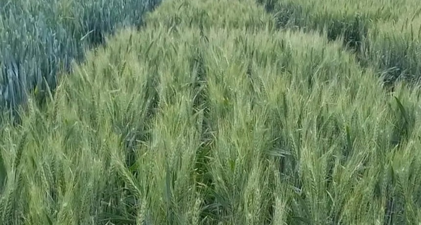 La investigación del INTA cosecha frutos en el trigo: nuevas variedades de alto rendimiento y calidad