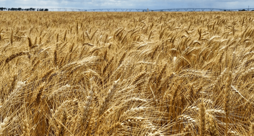 Retenciones: el agro celebra la medida para trigo y cebada, pero insiste en “reconsiderarla” en granos gruesos