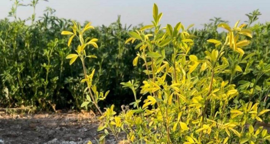 Nanopartículas de calcio: la base para un cambio positivo en la salud de los suelos