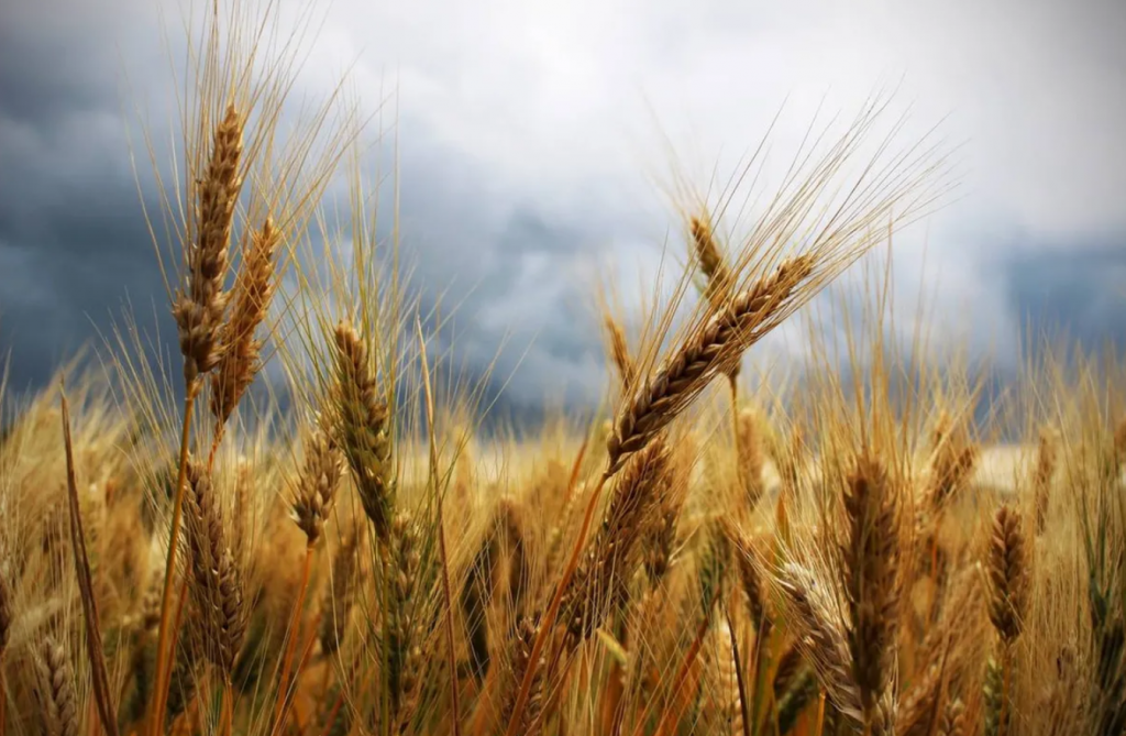 El trigo se abre camino sin gasoil, sin lluvias y con señales de precio confusas