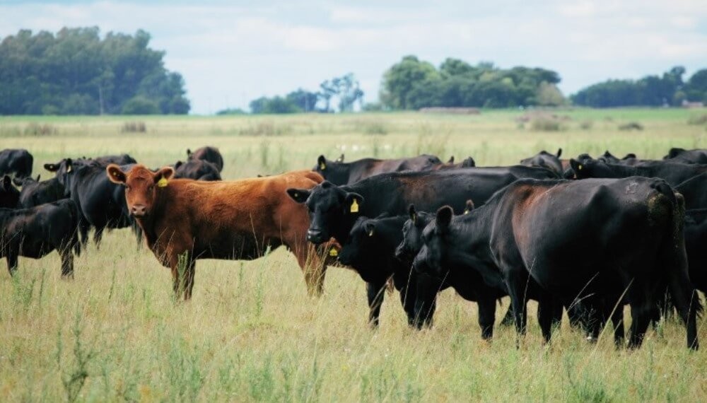 La ganadería latinoamericana reconoce la calidad del Angus argentino