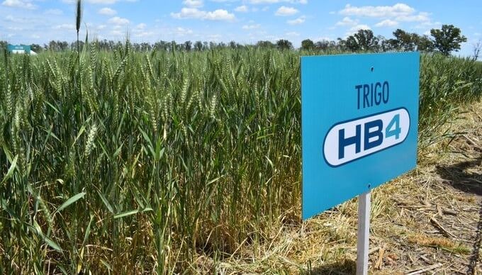 El trigo HB4 dio un primer paso para su aprobación también en Estados Unidos