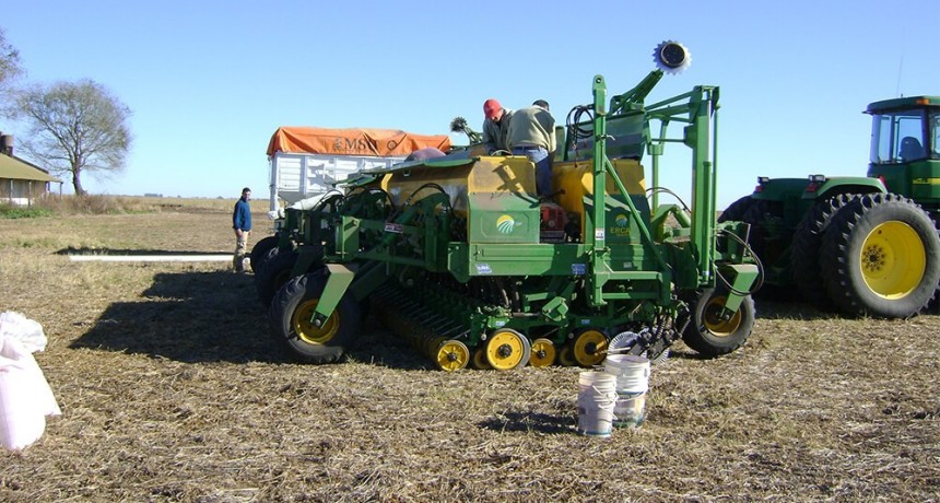 Al trigo solo le llueven malas noticias: las proyecciones de siembra empeoran semana a semana