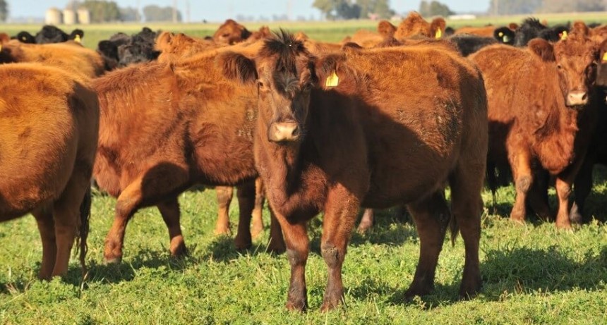 A base de kilos a pasto, el peso de faena se recupera hasta valores del 2011