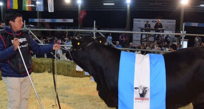 Un “rematazo” en la Nacional Brangus: la raza recaudó $ 82 millones