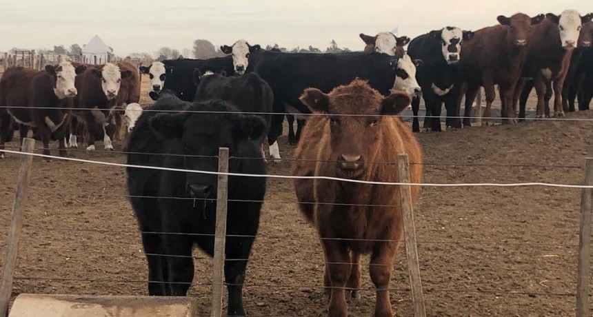 Por qué los bovinos tienen un rol clave para hacer rodar la economía circular