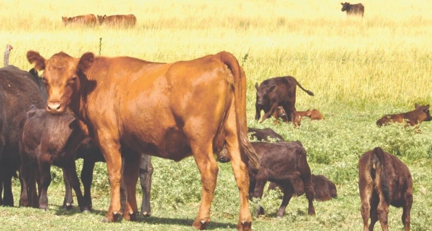 Ante el inicio inminente de las pariciones, la cría empieza a perder contra la inflación