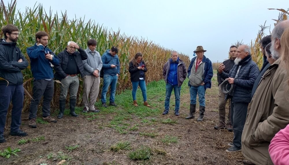 Mejoramiento genético “casero”: pequeños productores buscan sus propias variedades de maíz
