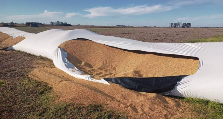 Le abrieron silobolsas y le robaron 35 toneladas de soja: “Argentina me está derrotando”