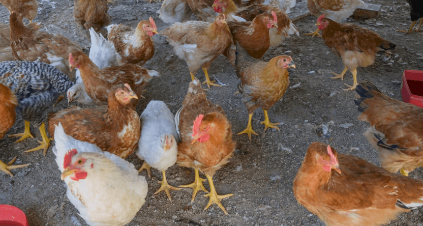 Gripe aviar: una entidad del campo disparó contra el Senasa y pidió avanzar con un plan de vacunación