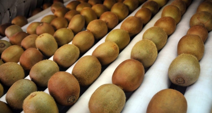 De Miramar a España: una cooperativa de productores marcó un hito exportador con el kiwi