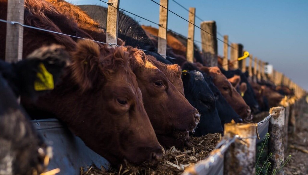 Los feedlots desbordan de animales y garantizan buena oferta de carne para el invierno