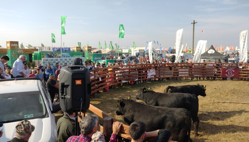 Con máximos de $ 3 millones en toros, los reproductores también brillaron Agroactiva