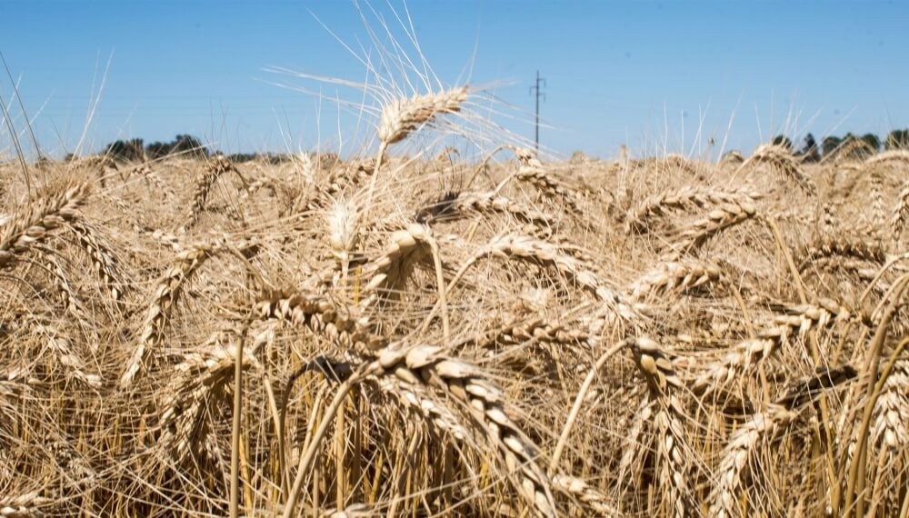 Control biológico en trigo: los microorganismos, un importante refuerzo para ganarles a los patógenos