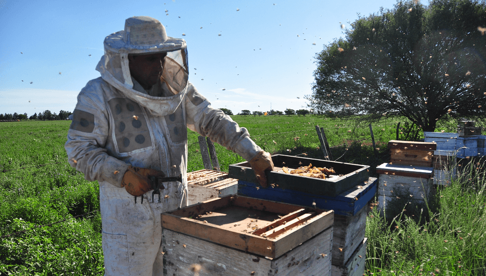  En la tierra de las uvas y los vinos, las abejas y la miel también buscan hacerse un lugar