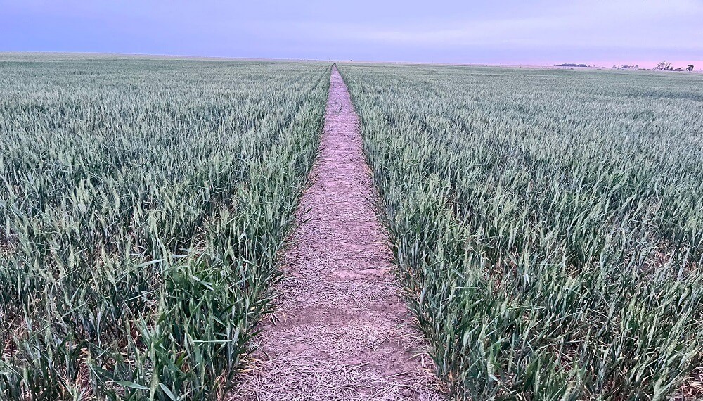 Dos para triunfar: con fertilizantes tradicionales más biológicos, el trigo gana hasta 368 kg/ha