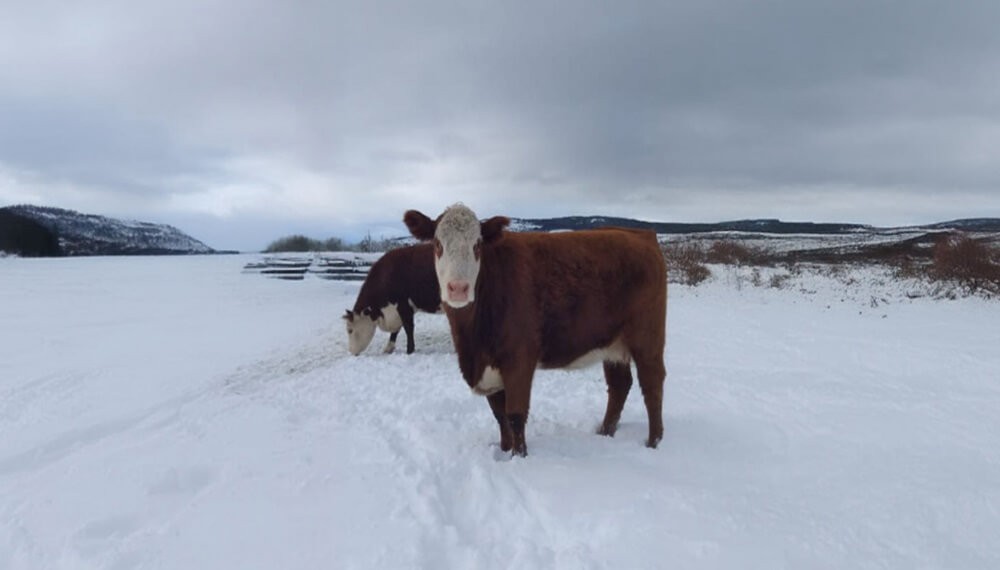 Nevadas en la Patagonia: claves para cuidar el bienestar animal ante situaciones climáticas adversas