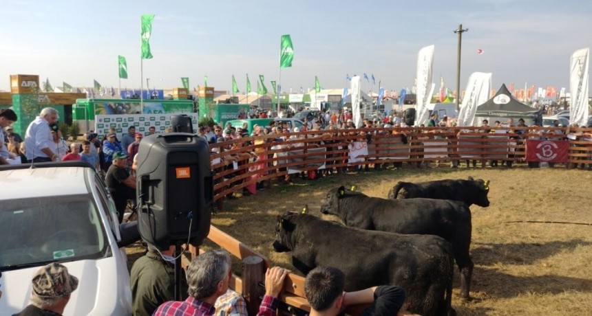 Con máximos de $ 3 millones en toros, los reproductores también brillaron Agroactiva