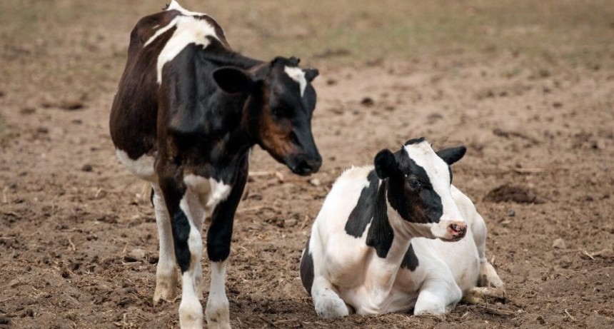 Tristeza bovina: el INTA desarrolló un test rápido de diagnóstico que ayuda a disminuir la mortandad