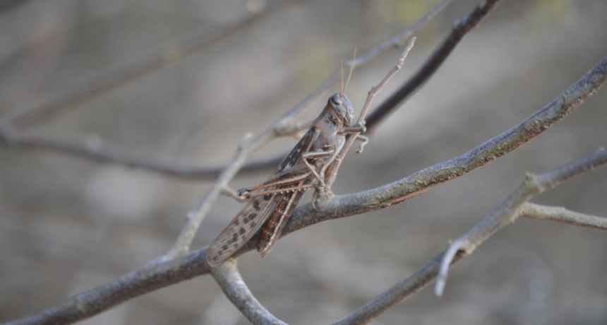 Alerta plagas: en el noroeste cordobés hay temor por las langostas y las tucuras quebracheras