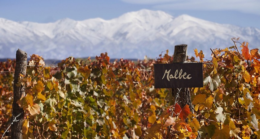 La sustentabilidad se abre paso en la producción de vino: “Hay que subirse, o no se podrá producir”